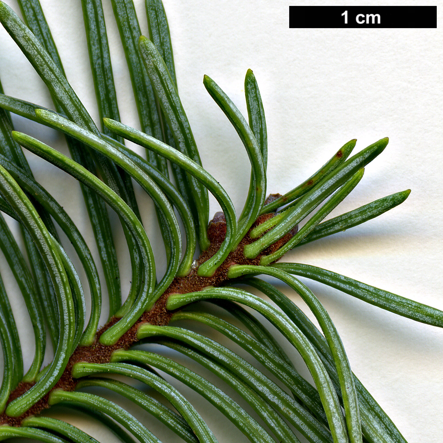 High resolution image: Family: Pinaceae - Genus: Abies - Taxon: magnifica - SpeciesSub: var. shastensis